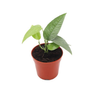 Epipremnum Cebu Blue - Cebu Blue Pothos 70mm