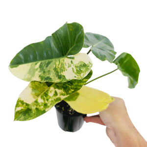 MEGA DEAL - Philodendron Burle Marx Variegata 125mm