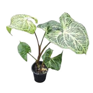 Syngonium Batik 70mm