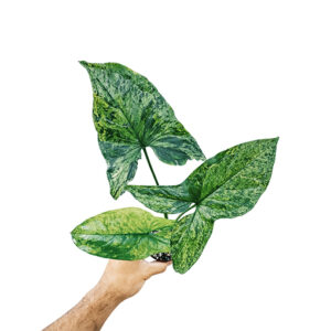 Syngonium Mojito 70mm