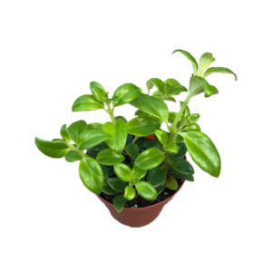 Lipstick Plant – Columnea (green) 70mm