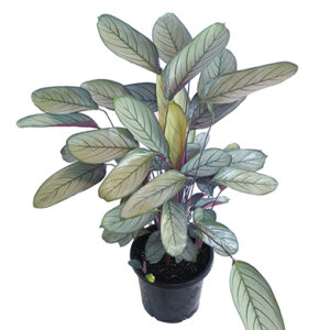Ctenanthe Grey Star - Never Never Plant 250mm