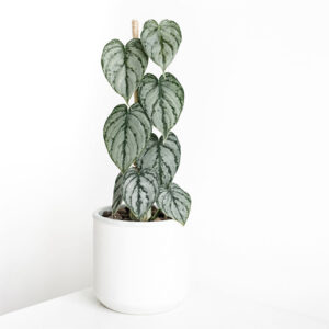MEGA DEAL – Philodendron Brandtianum 70mm