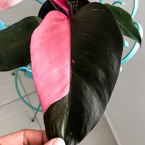 Pink Princess Philodendron Plant For Sale Online in Australia