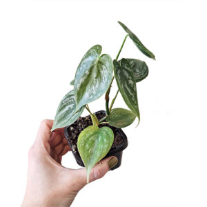 MEGA DEAL – Philodendron Brandtianum 70mm