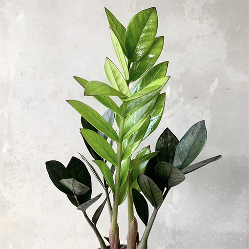 Zamioculcas zamiifolia ‘Jungle Warrior’ - plant.jungle s