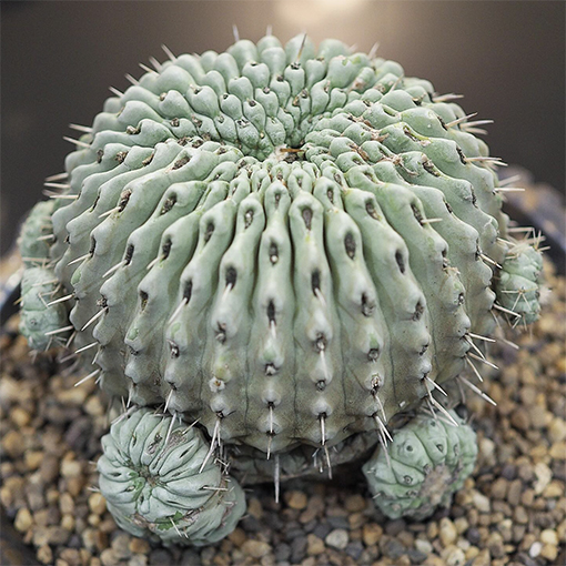 Copiapoa cinerea columna alba inermis Montrose - cactus.inter s