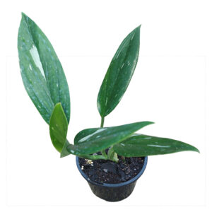 Monstera Standleyana Variegata (Moderate Variegation) 100mm