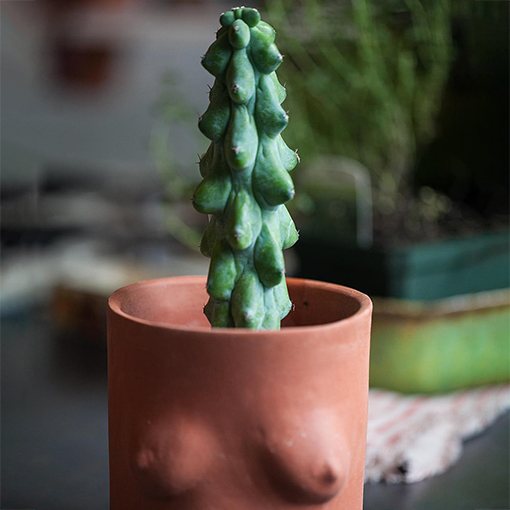 Myrtillocactus geometrizans ‘Fukurokuryuzinboku’ - Breast Cactus - homesteadbrooklyn s