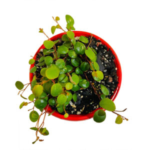 Peperomia Pepperspot 130mm