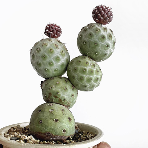 Tephrocactus geometricus - snp_plants s