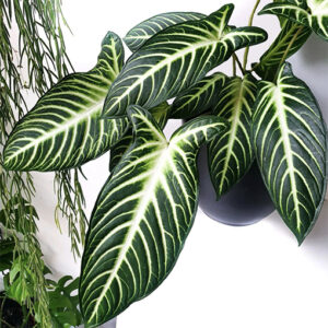 Xanthosoma Lindenii Magnificum 90mm