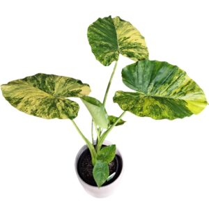NEW! - Alocasia Aurea Variegata 200mm