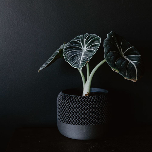 Alocasia Black Velvet - green_form s
