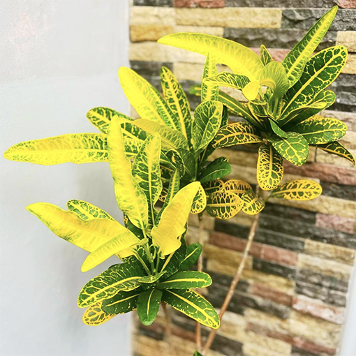 Codiaeum Variegatum ‘Banana Croton’ - their.leafylife s