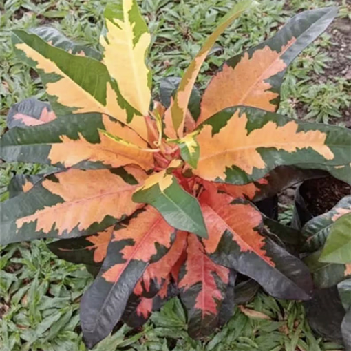 Croton Koi - Codiaeum Variegatum - BarokahPlant s