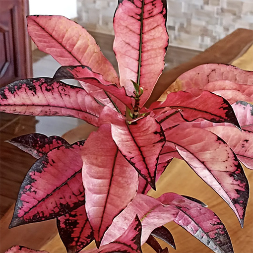 Croton Pink - planterapia21 s