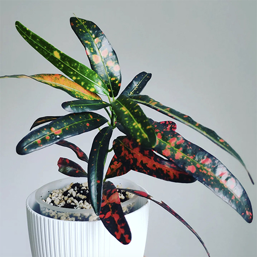 Croton confetti - plantyourdailylife s