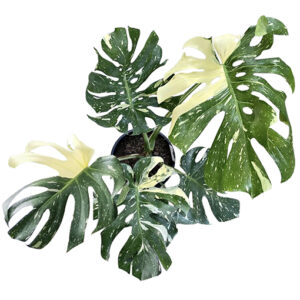 LARGE - Monstera Thai Constellation 250mm