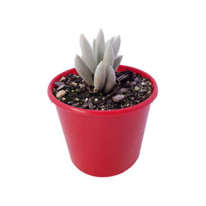 Senecio haworthii - Cocoon Plant 80mm