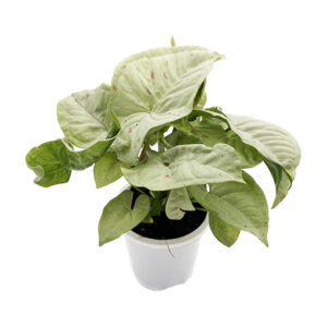 Syngonium Confetii 90mm