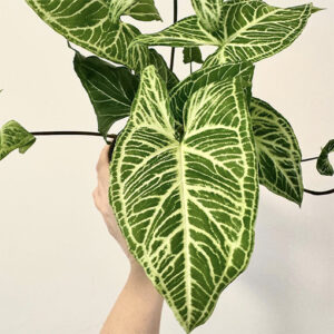 Syngonium Batik 70mm