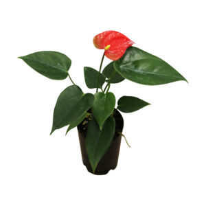 Anthurium Red 70mm (not in flower)