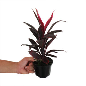 Cordyline fruticosa Tango 120mm
