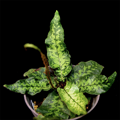 Fern Tectaria hilocarpa s