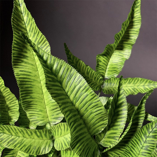 Fern varieties - The Ferns plant family