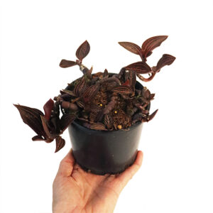 Jewel Orchid - Ludisia Discolor 120mm