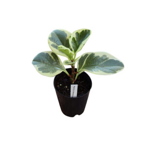 ✨ 7 at $7 – Peperomia Obtusifolia Variegata – Baby Rubber Plant 70mm