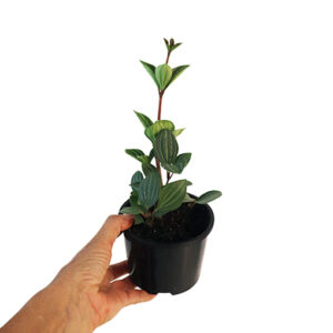 Peperomia Puteolata - Parallel Peperomia 120mm