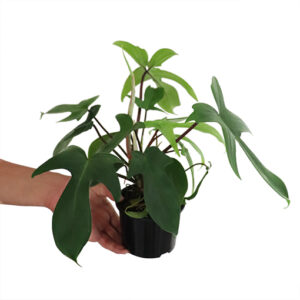 Philodendron Florida Beauty (Reverted) 120mm