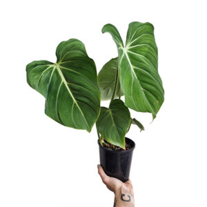 MEGA DEAL - Philodendron Gloriosum 125mm