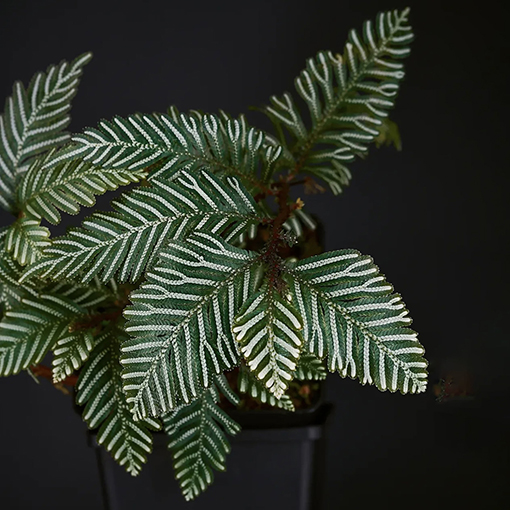 Selaginella picta - jungle_leaves_shop s