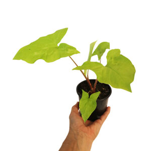 Syngonium Goldii 100mm
