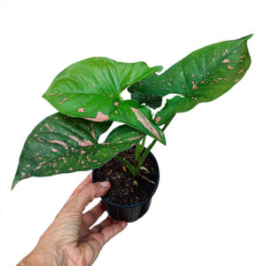 Syngonium Pink Splash 70mm