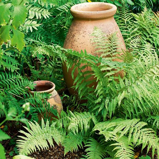 Terracotta Pot Inspiration - fern garden s