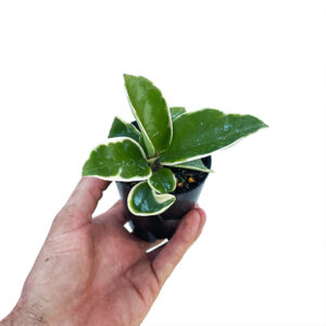 Hoya Carnosa Purple Pride 70mm