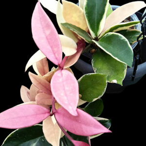 Hoya Carnosa Purple Pride 70mm