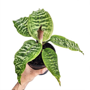 Dracaena Goldieana 125mm