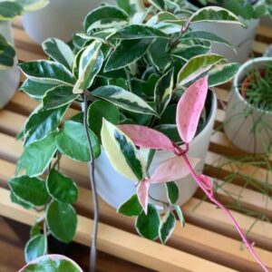 Hoya Carnosa Purple Pride 180mm HB