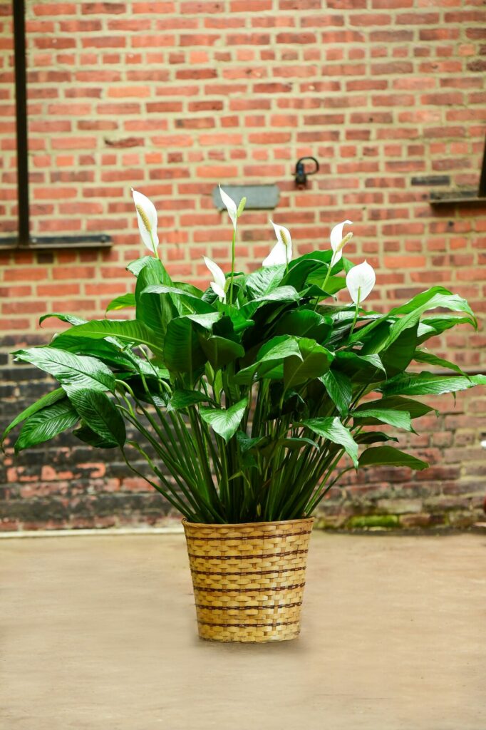 Peace Lily (Spathiphyllum wallisii) with white flowers and glossy green leaves