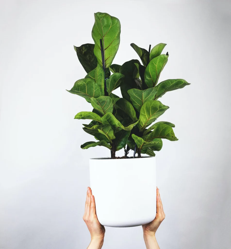 Large, glossy green fiddle-shaped leaves of a Fiddle Leaf Fig houseplant that is a perfect Mother's day gift.