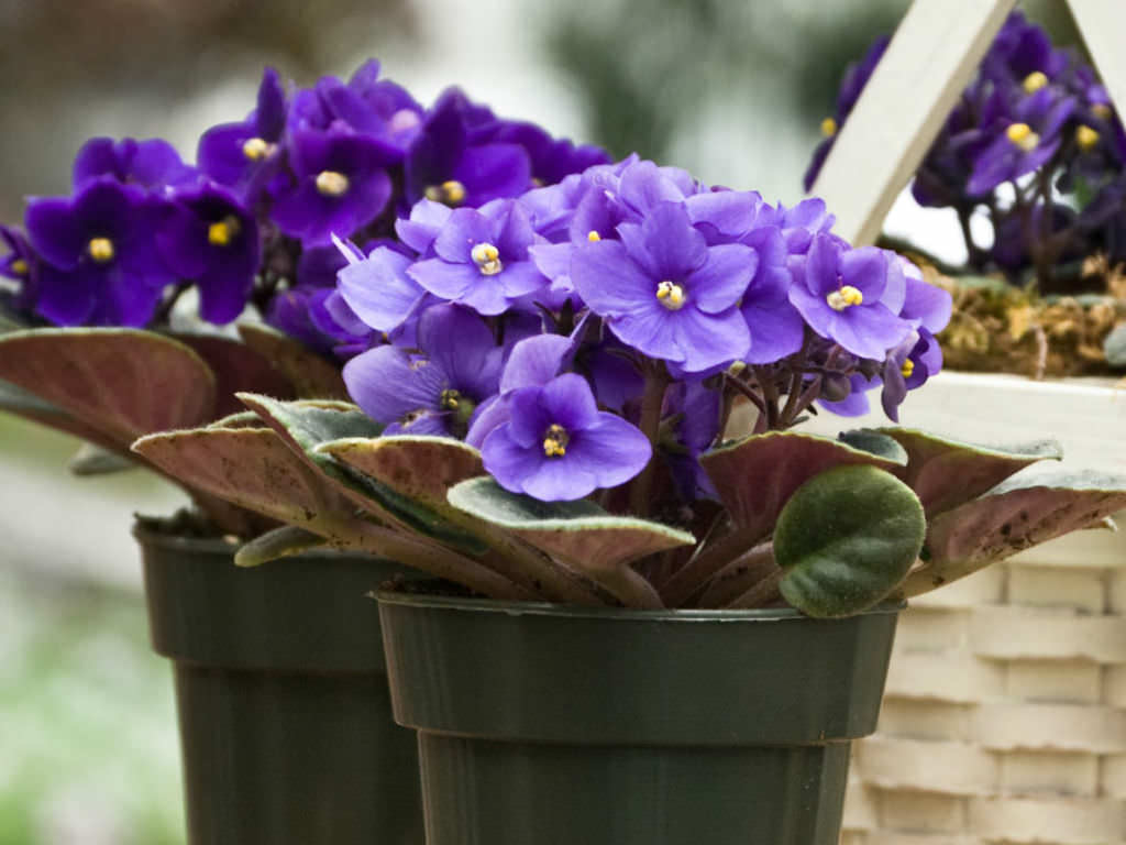 African Violet (Saintpaulia ionantha) purple houseplant with delicate blooms and velvety leaves in shades of lavender to amethyst