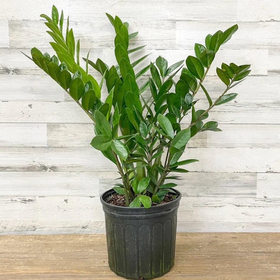 ZZ Plant houseplant with upright, dark green, glossy leaves.