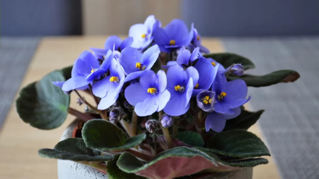 Close-up of African Violet houseplant with vibrant flowers and fuzzy green leaves great for mothers day gift.