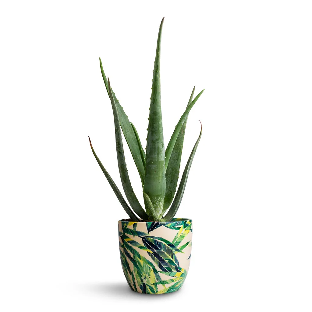 Upright aloe vera succulent plant with thick, fleshy green leaves with visible white spots on the underside great for Mother's day gift.