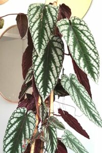 Ceylon Satin vine (Cissus discolor) with large, heart-shaped leaves in a mesmerizing velvety texture, transitioning from green to a rich burgundy hueb vine plants that cascade in your home
